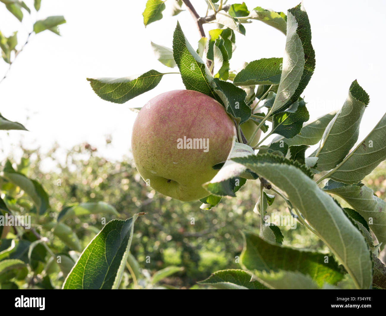 Jonagold apple variedad en un huerto de manzanas. Apple Orchard