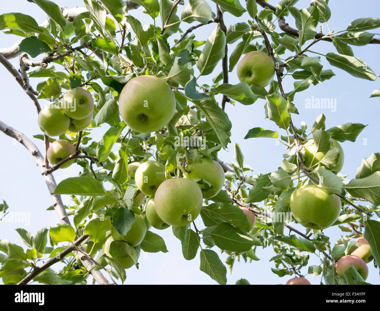 Jonagold apple variedad en un huerto de manzanas. Apple Orchard