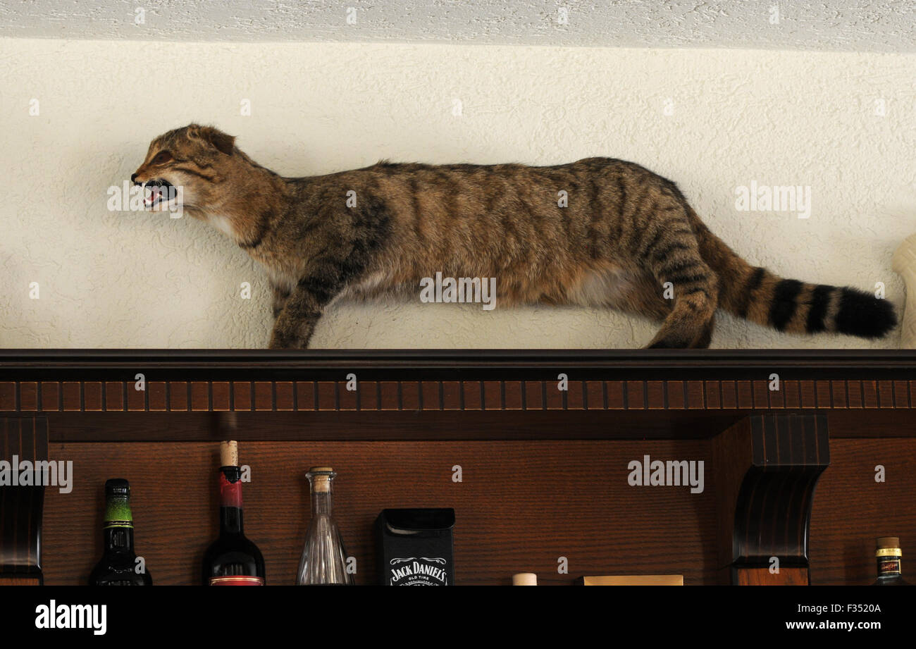 Extrañamente un peluche de gato montés (Felis silvestris) encima de un bar en el hotel. Valbona, Albania. Foto de stock