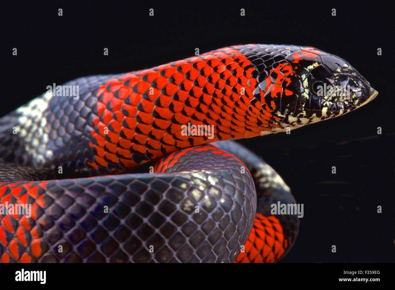 El tricolor hognose snake (Lystrophis pulcher) Foto de stock
