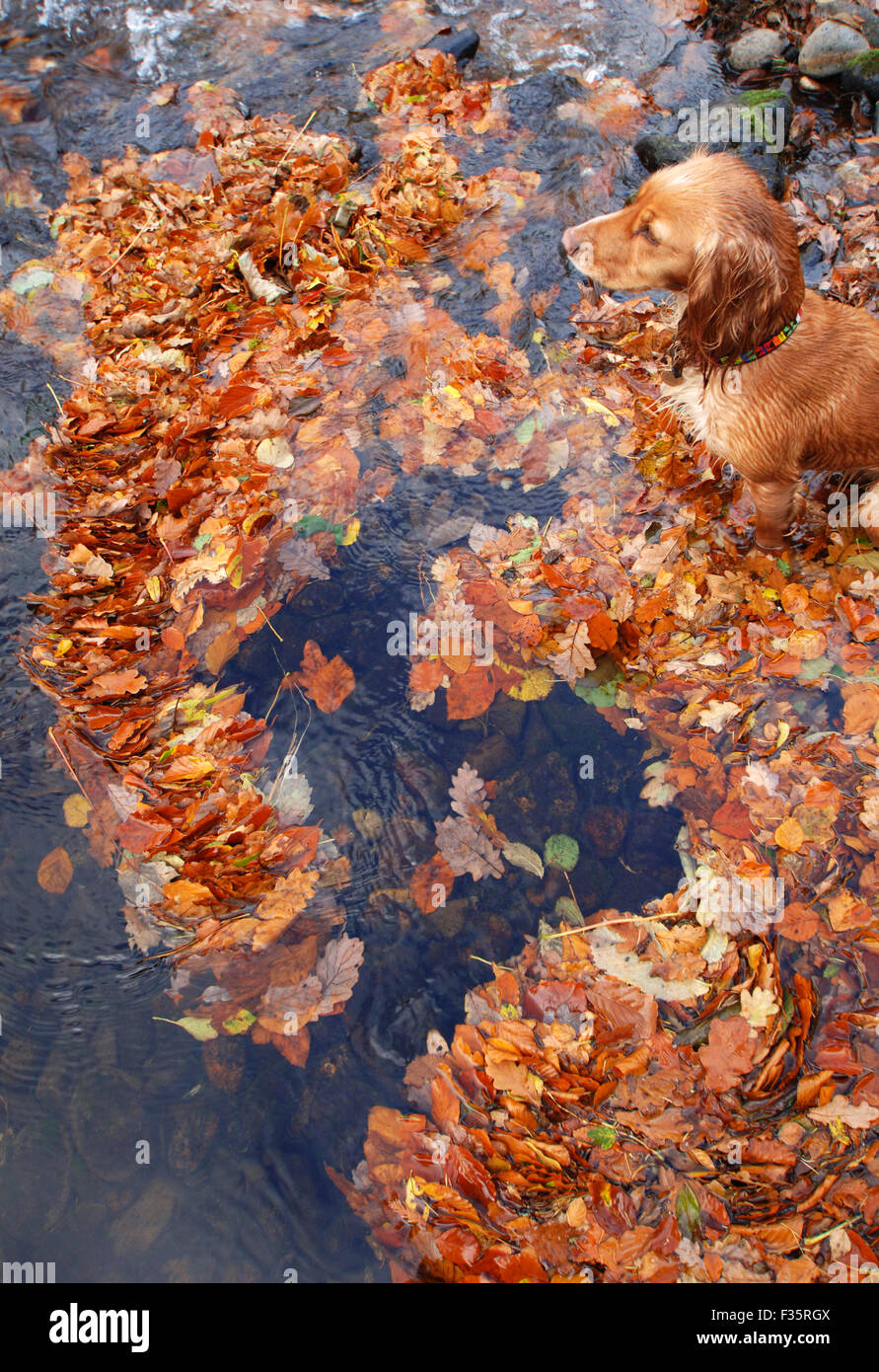 Spaniel dorada entre hojas de otoño en el río. Foto de stock