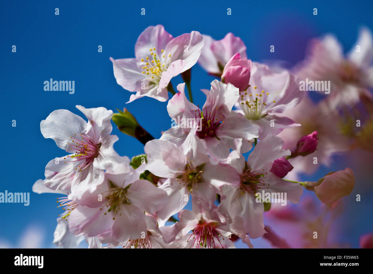 Cerezos en flor blanca con bonito color de fondo adv u otros de uso Foto de stock