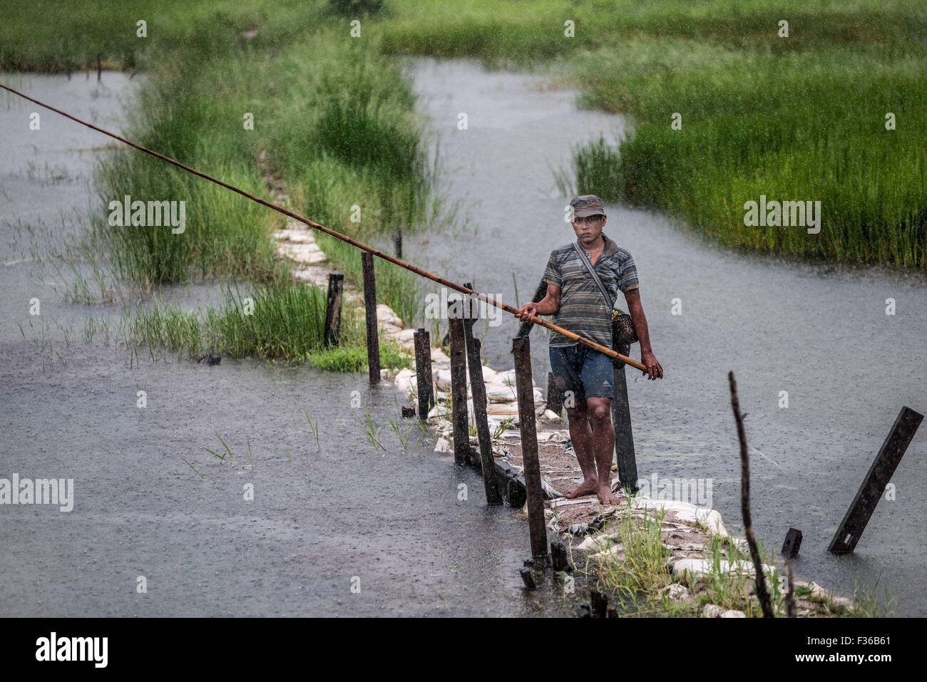 Hombre que pesca en los arrozales en el centro de Myanmar. Foto de stock