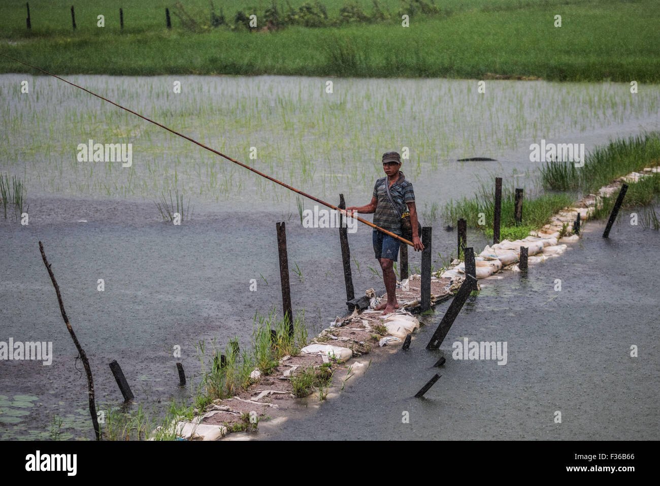 Hombre que pesca en los arrozales en el centro de Myanmar. Foto de stock