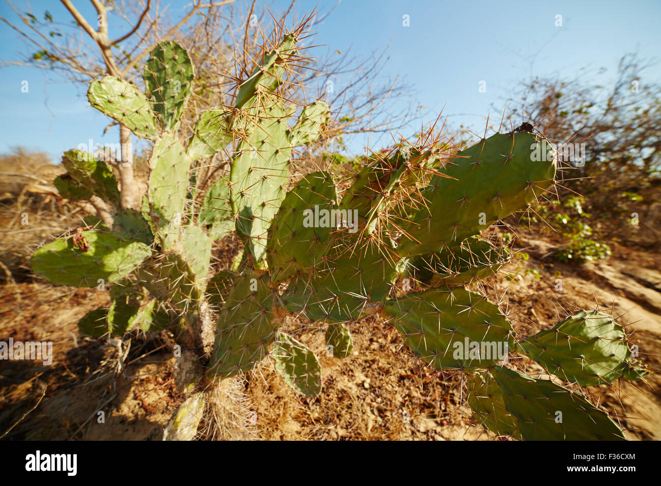 Cactus Con Espinas Muy Largas Ha Pasado Por Tiempos Difíciles Fotos,  retratos, imágenes y fotografía de archivo libres de derecho. Image  123000770