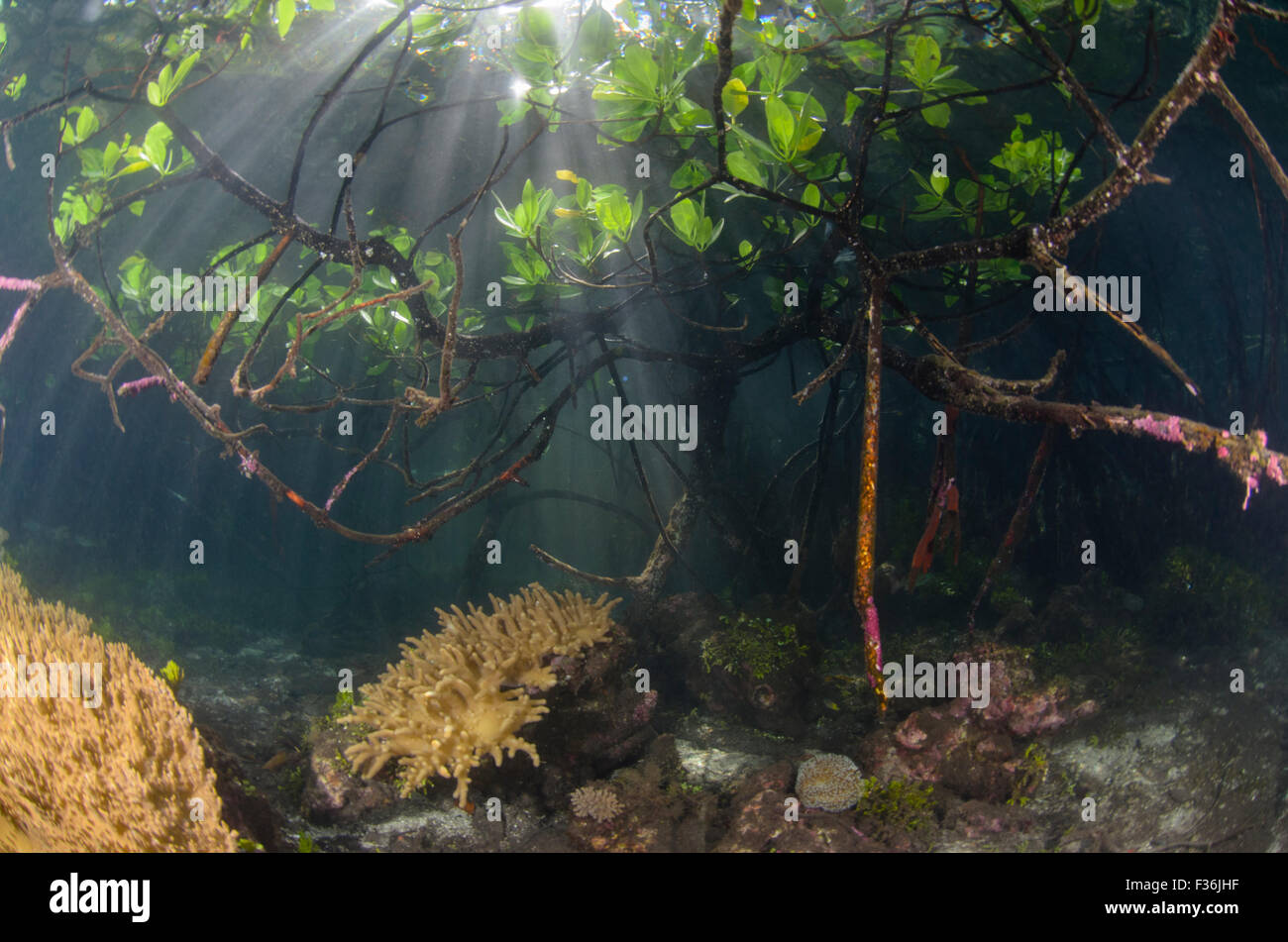 Transmisión de la luz solar en aguas someras de manglares y praderas marinas Yangeffo, GAM, Isla, Raja Ampat Waigeo, Indonesia, el Pacífico Foto de stock