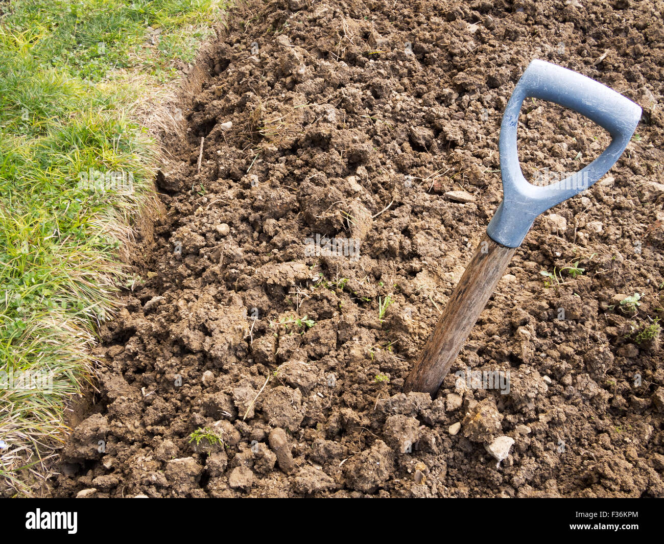 Crecer su propia realidad de jardinería. Rompa la horquilla en suelo terrible. Pero aún excavado! Foto de stock