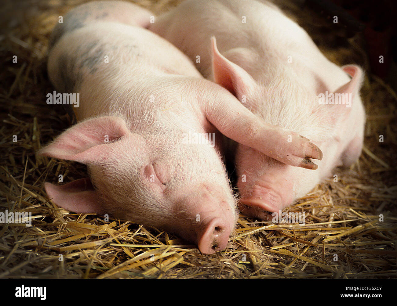 2 bebé rosa animales de granja de cerdos, los ojos cerrados, tendido durmiendo juntos en paja. Uno piggy tiene su brazo por encima de los otros ojos. Foto de stock
