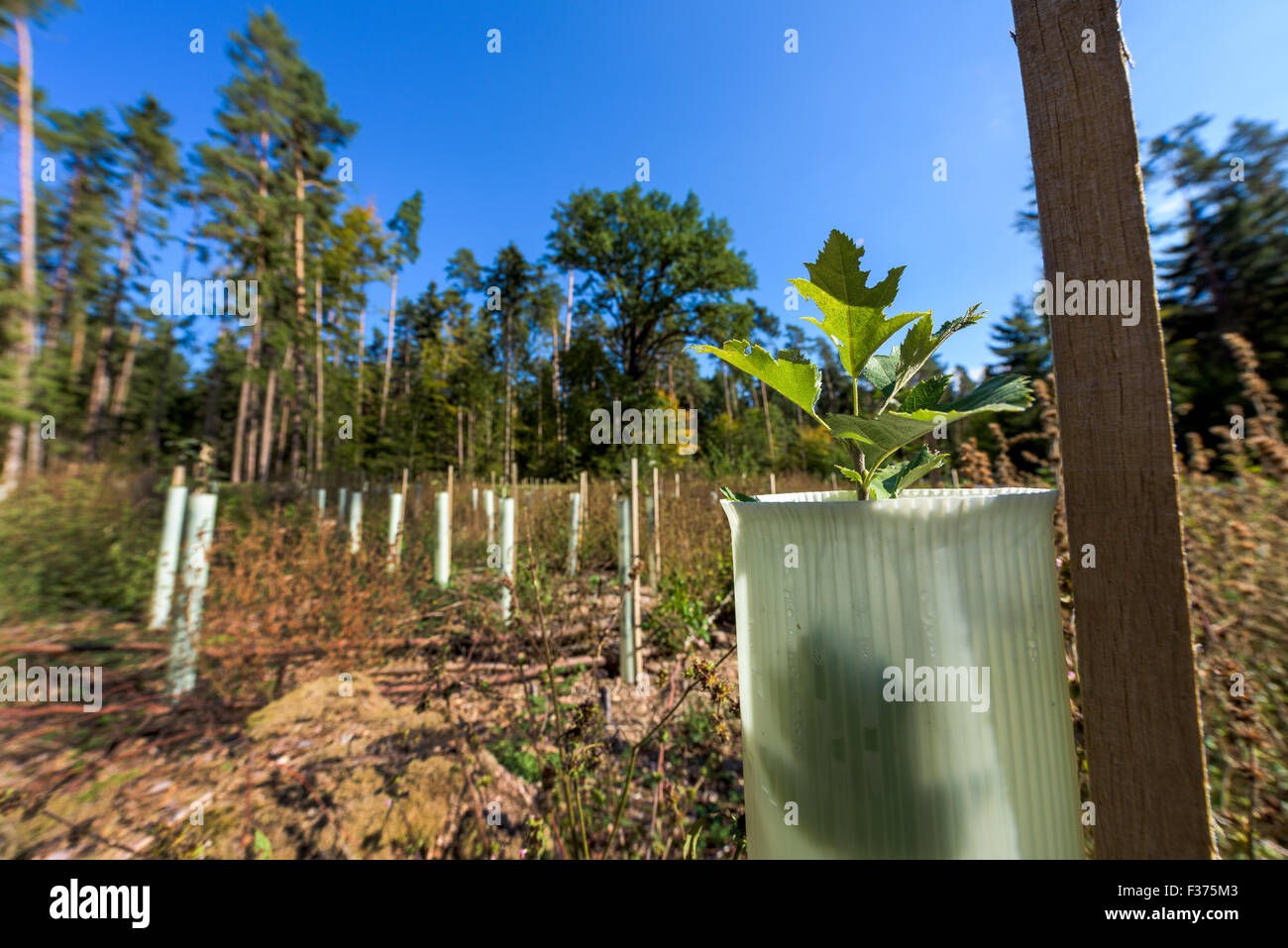 Reforestación pequeños plantones retoño del tubo de protección forestal de árboles silvestres mordida, renovar las plántulas protección moretón, coníferas. Foto de stock