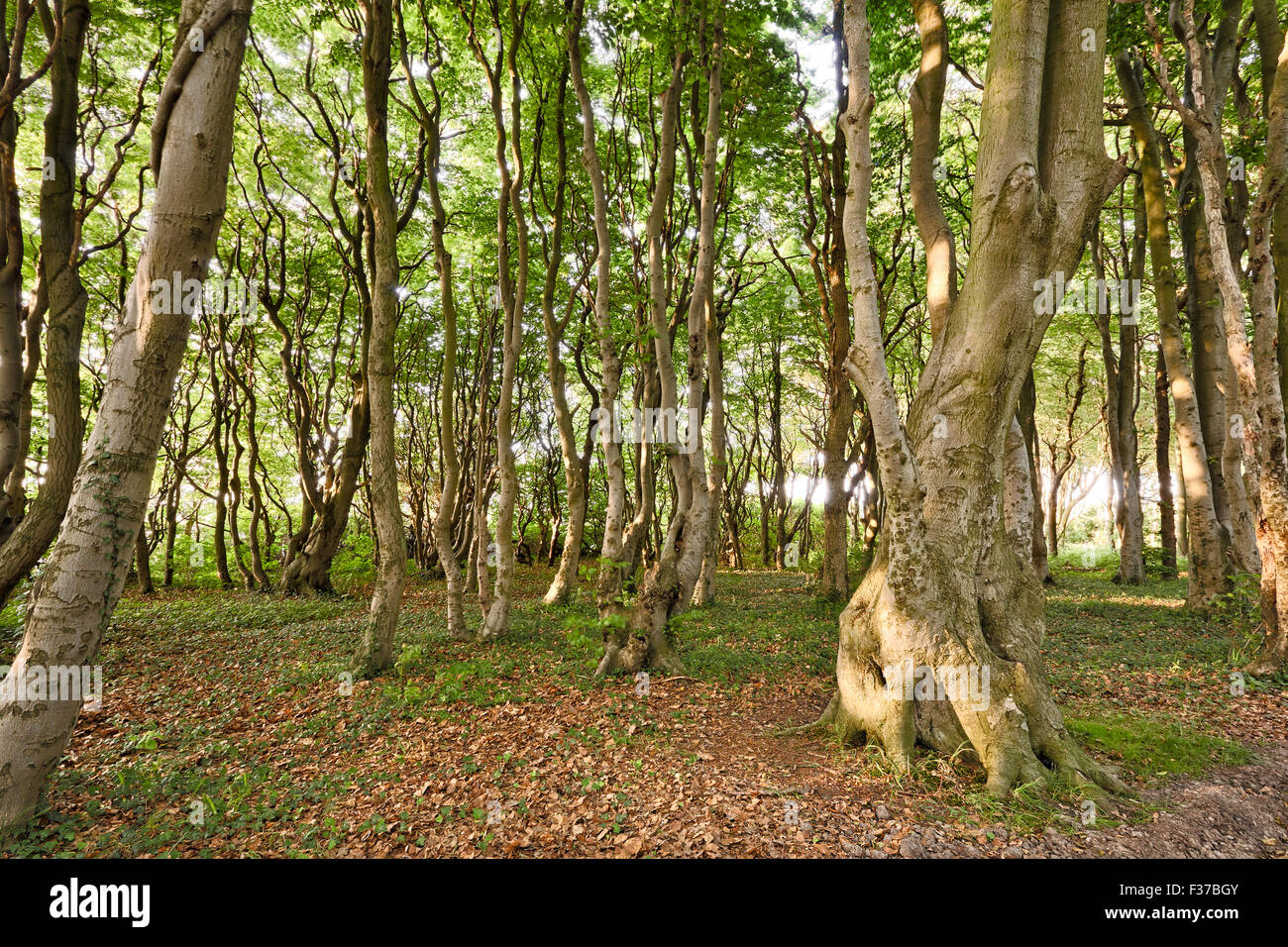 Bosque fantasma, Börgerende, Nienhagen, Mecklemburgo-Pomerania Occidental, Alemania Foto de stock