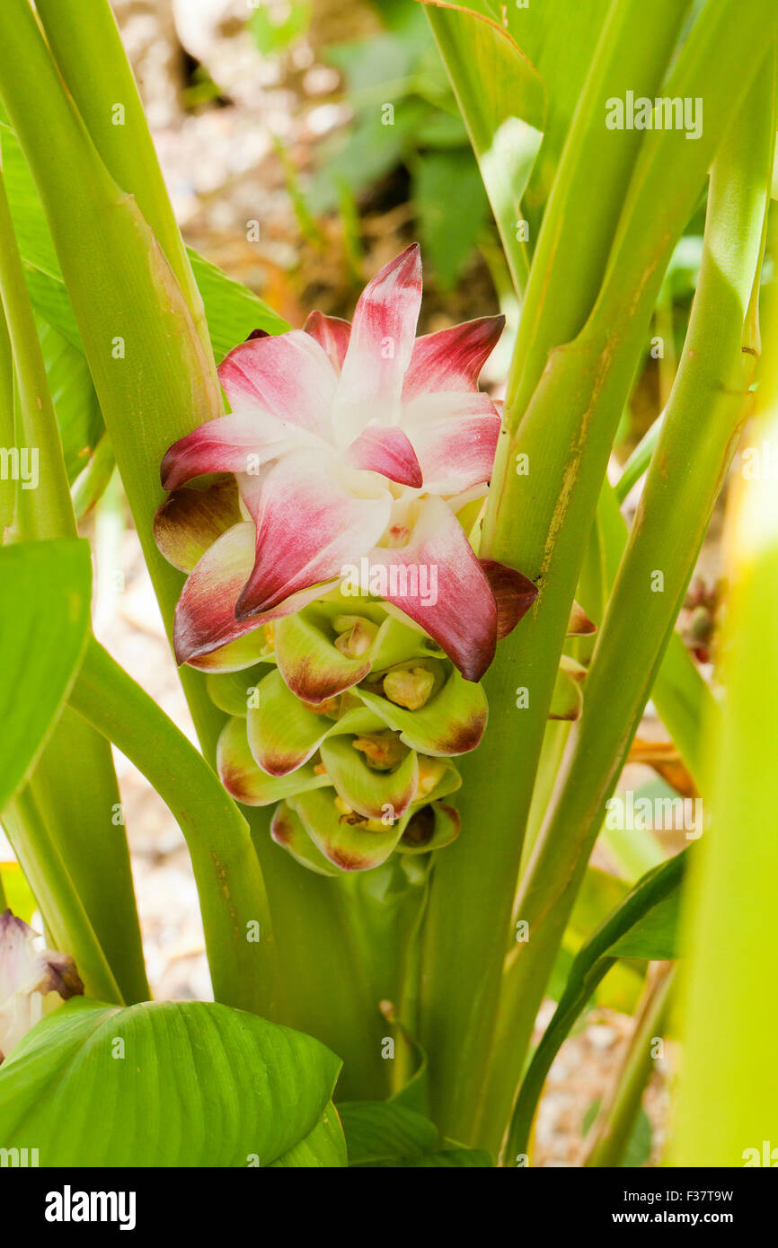 Turmeric plant curcuma longa flower fotografías e imágenes de alta  resolución - Alamy