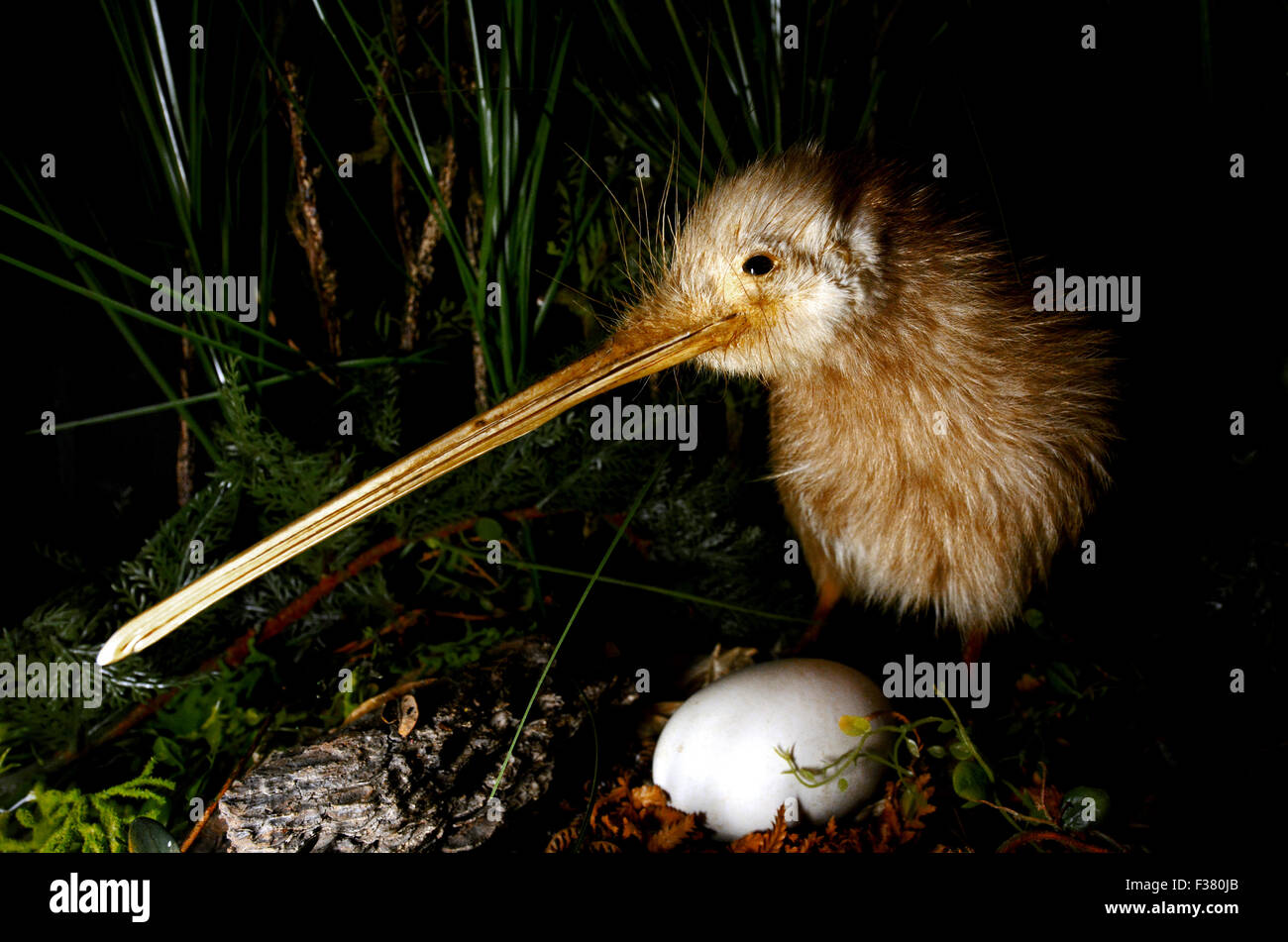 Pajaro Del Kiwi Fotos E Imagenes De Stock Alamy