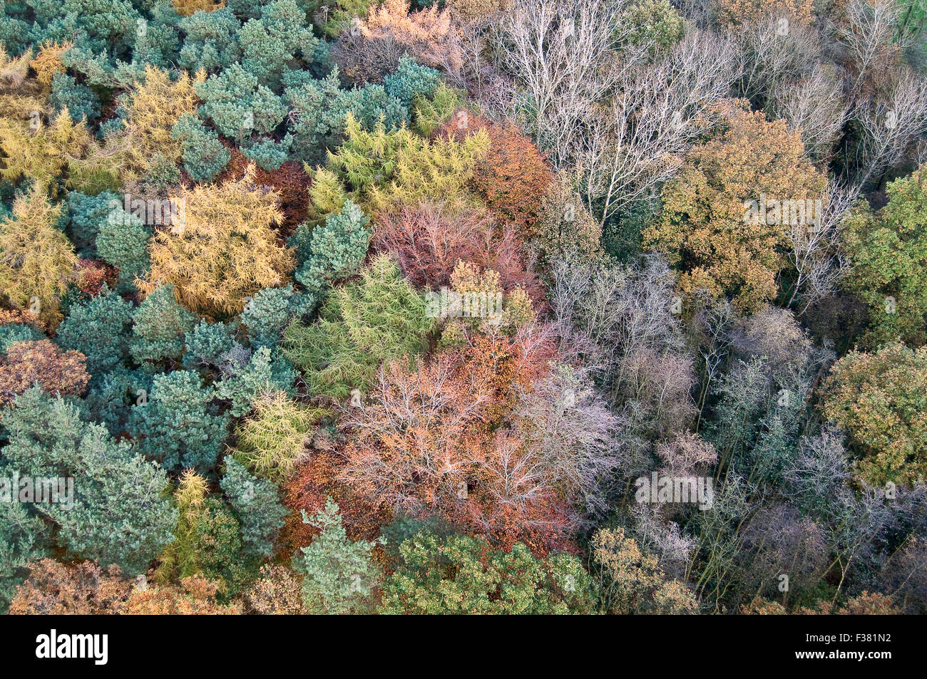 Vista superior de la antena de bosque deciduo con colores de otoño Foto de stock