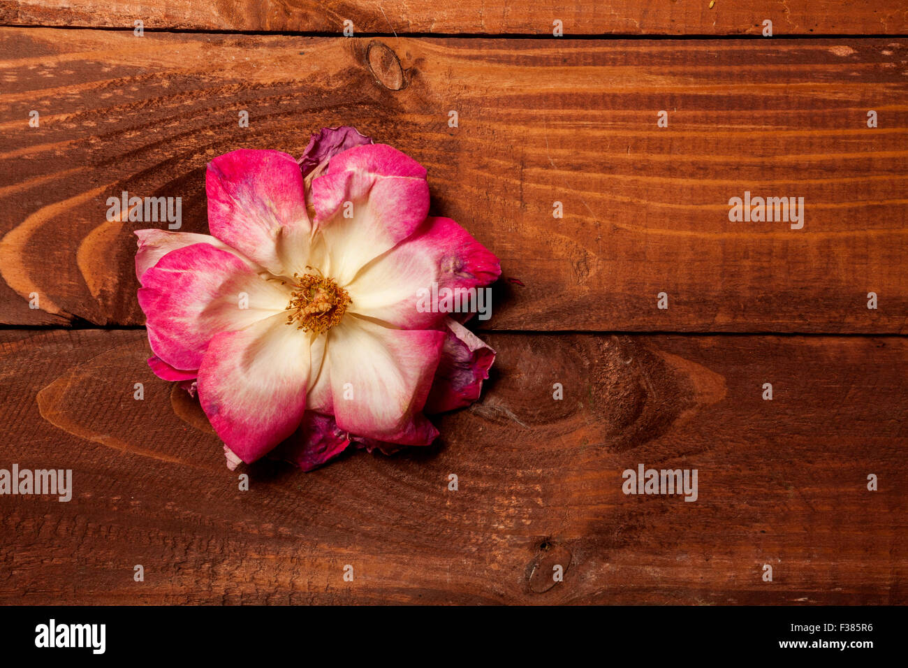 Grunge rosa marchito sobre fondo antiguo de madera Foto de stock