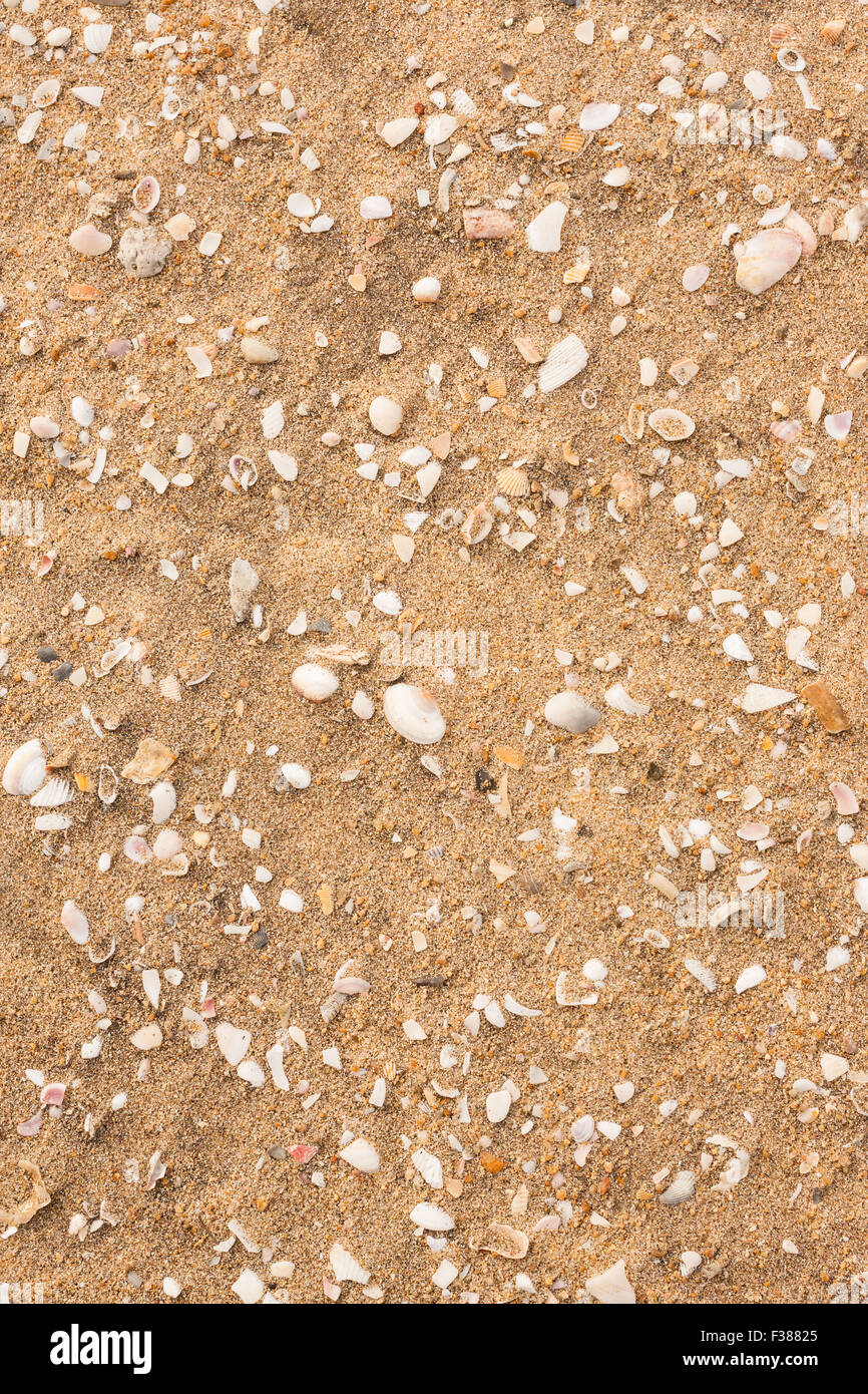 Vista aérea desde la parte superior de rotura de conchas de diversos tamaños, formas, diseños y colores dispersos tumbado en una playa tropical Foto de stock