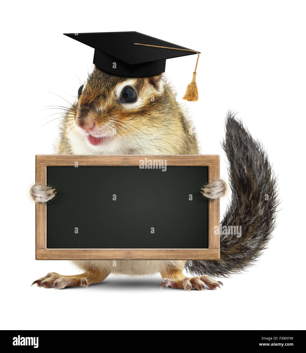 Gracioso chipmunk graduate mantenga en blanco sobre blanco, Blackboard Foto de stock