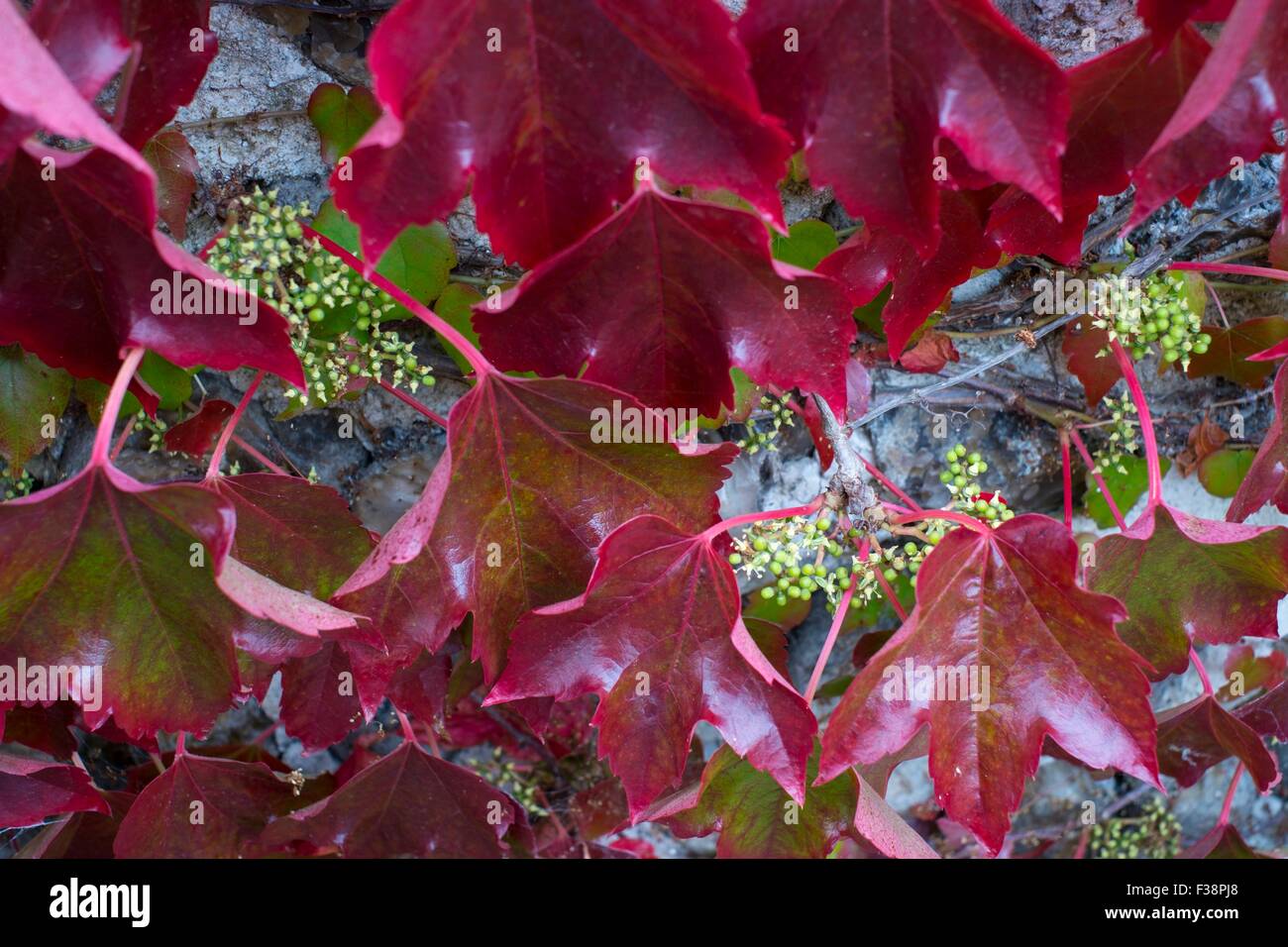 La hiedra de Boston - Parthenocissus tricuspidata, follaje se pone roja y mostrando las flores. Foto de stock