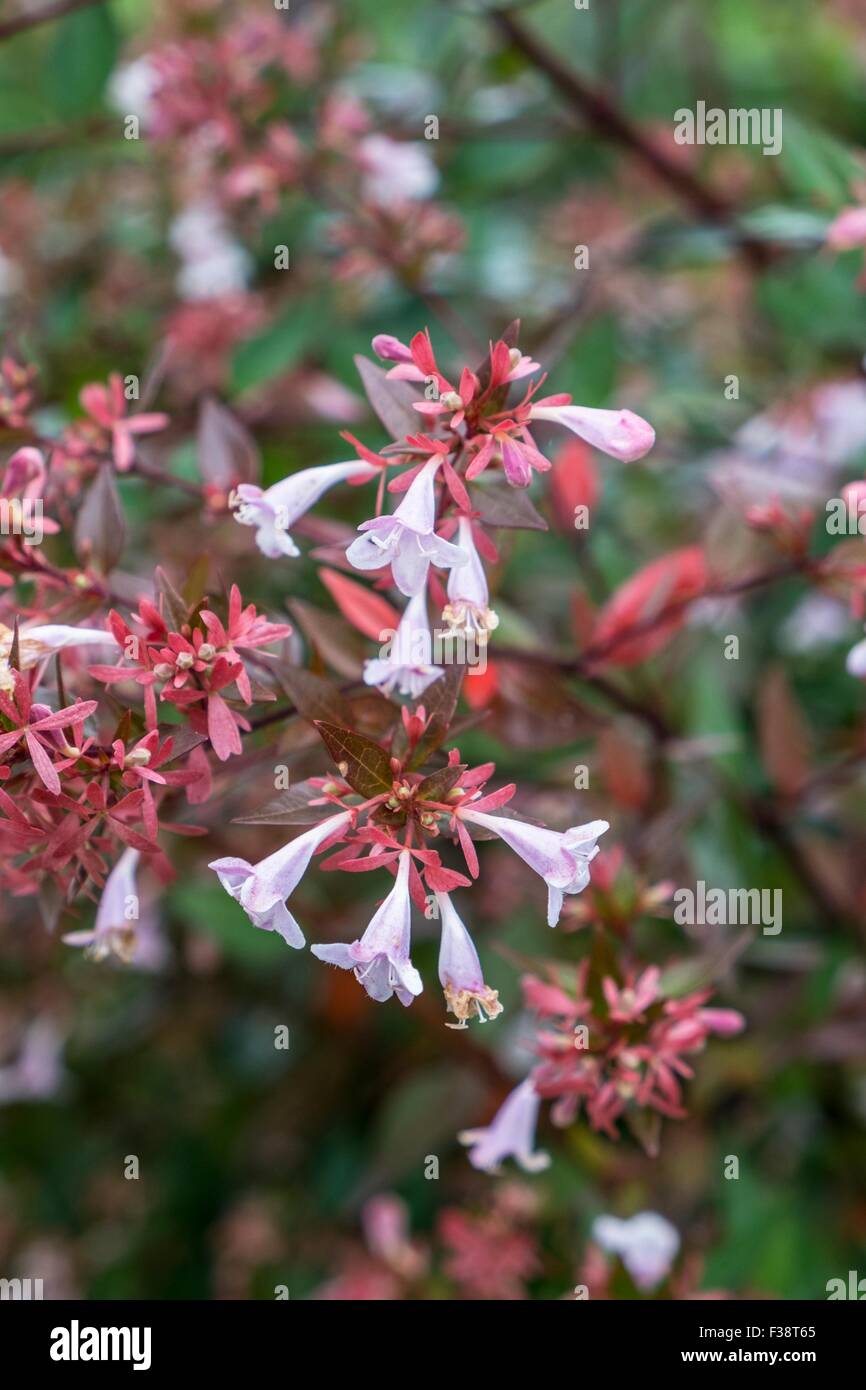 Abelia x grandiflora: abelia brillante Foto de stock