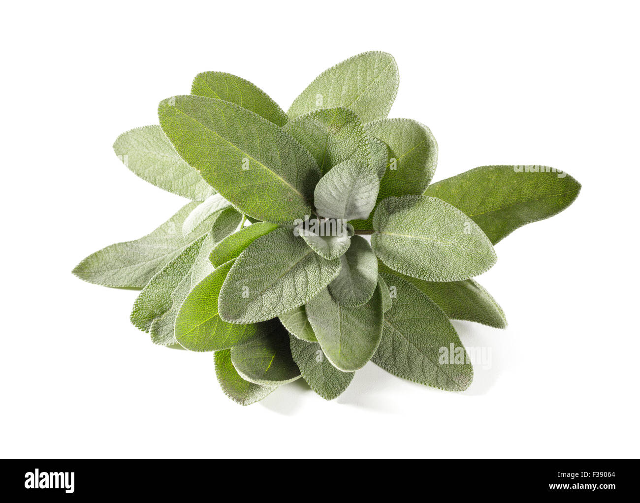 Salvia fresca Foto de stock