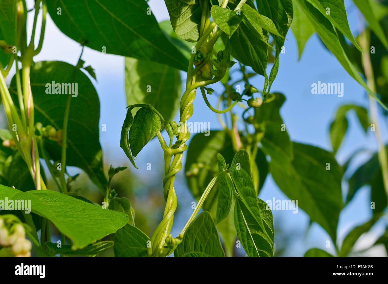 Tallos jóvenes de string bean en el jardín Foto de stock