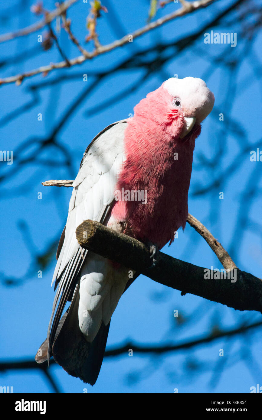 Cacatúa Galah sentado en una rama de árbol australiano Foto de stock
