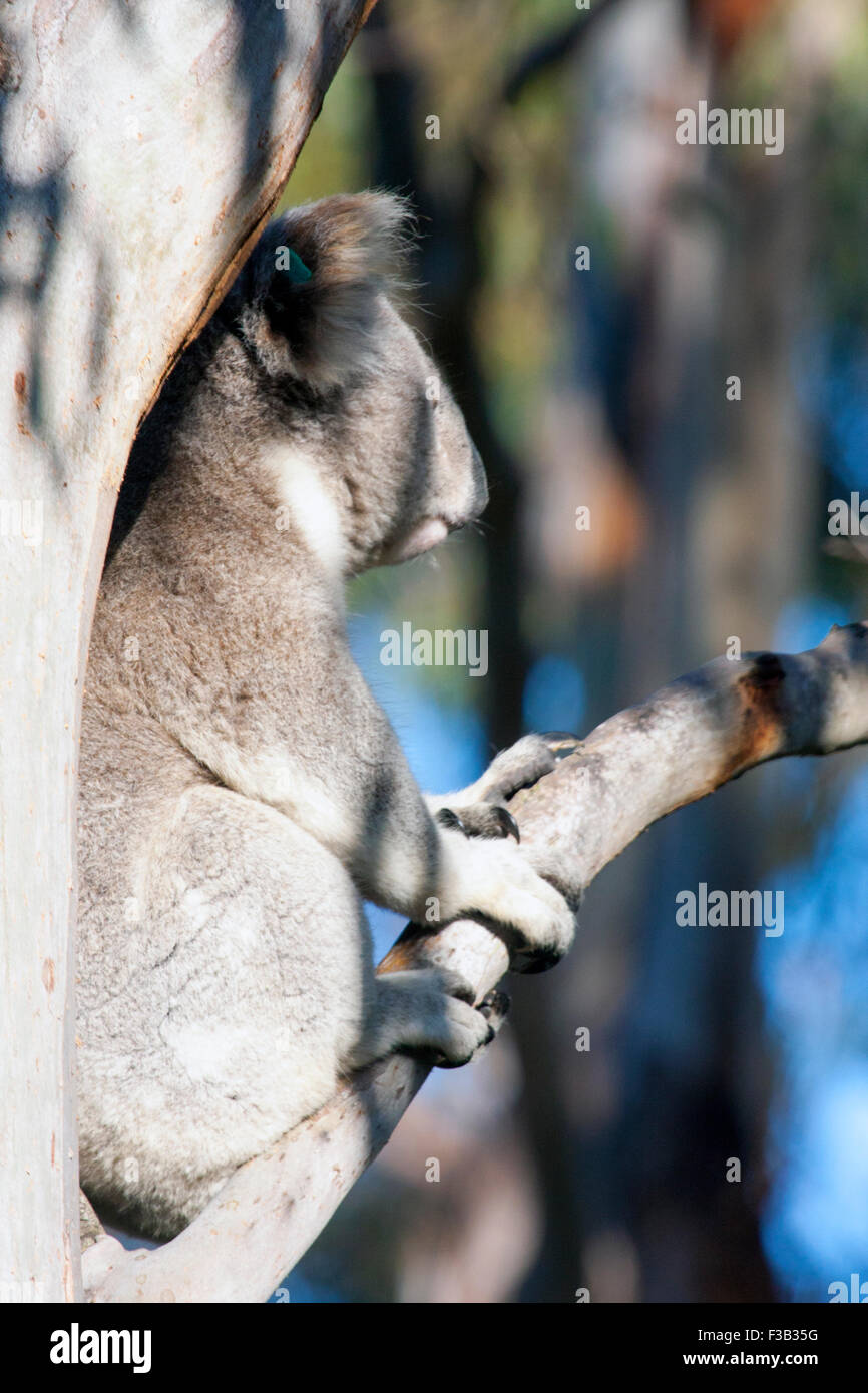 El Koala en un árbol en Australia Foto de stock
