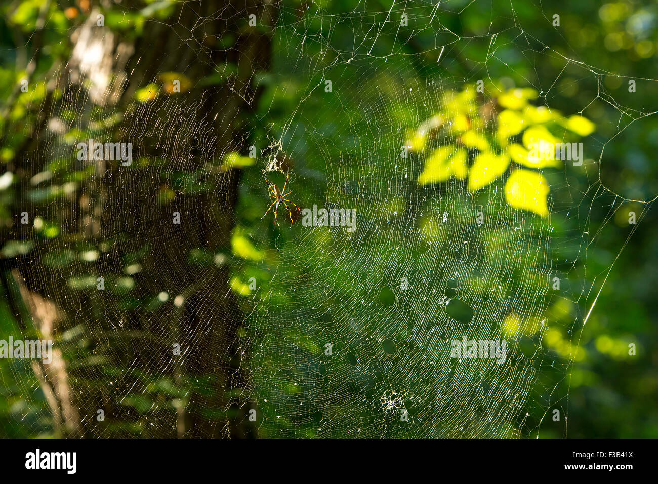 Araña web oscuro miedo espeluznante araña Foto de stock
