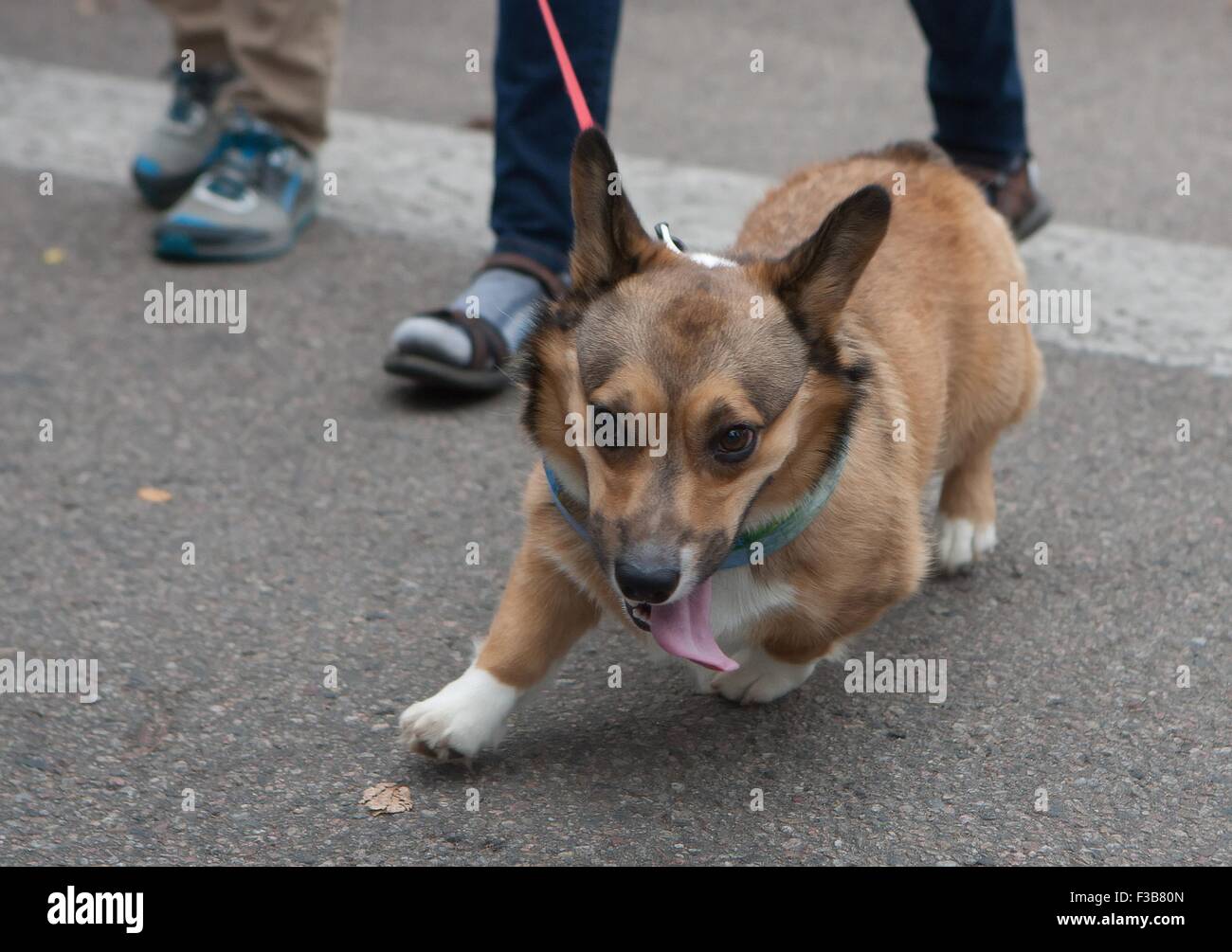 Fort Collins, Colorado, Estados Unidos. 3 Oct, 2015. El 1er. TOUR DE CORGI desfile anual se lleva a cabo en la biblioteca Park en Fort Collins, Colorado, el sábado por la mañana. El evento contó con más de 100 Corgis para el desfile y fue un gran éxito para el número de Corgis que resultó para el evento. © Héctor Acevedo/Zuma alambre/Alamy Live News Foto de stock