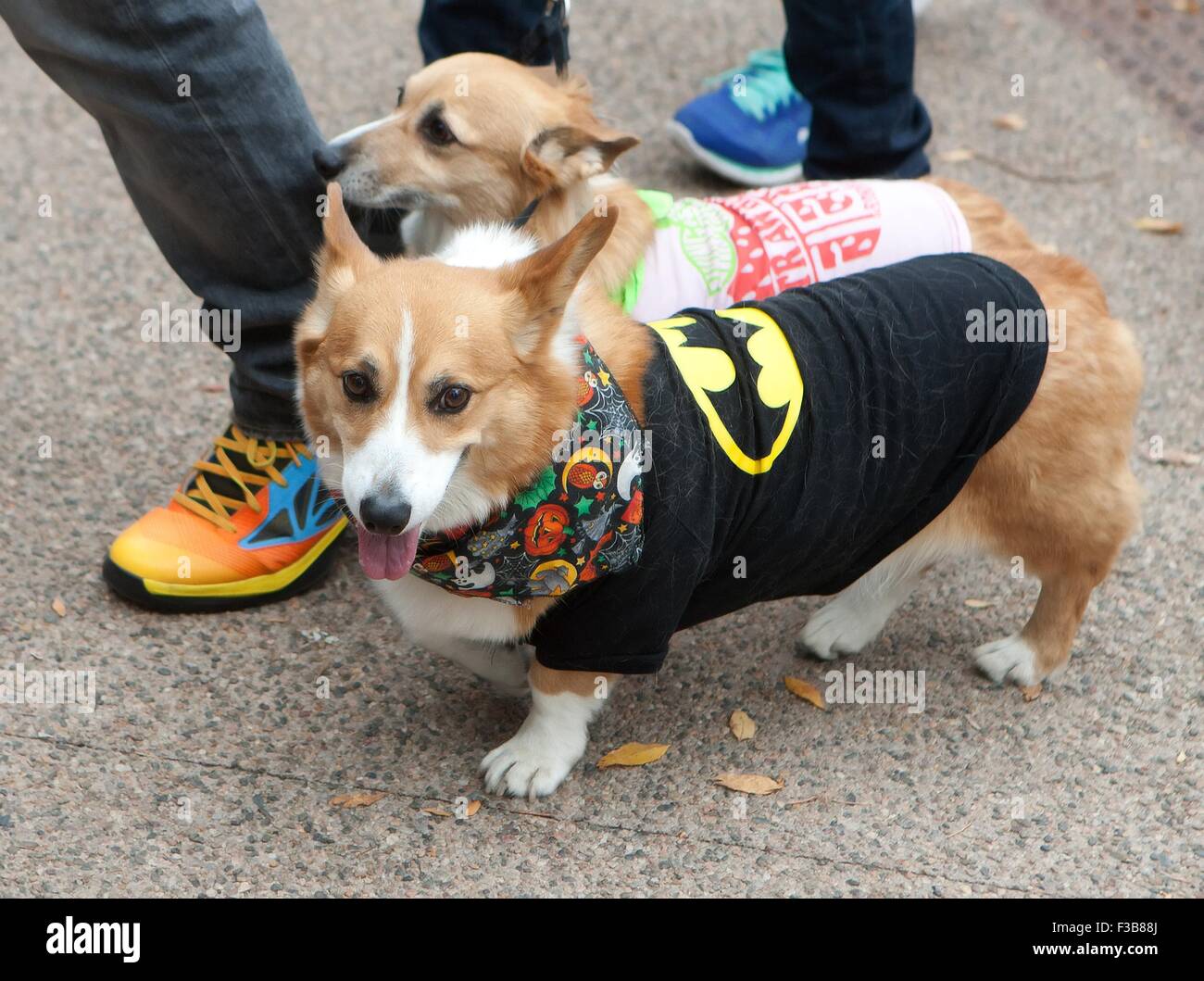 Fort Collins, Colorado, Estados Unidos. 3 Oct, 2015. El 1er. TOUR DE CORGI desfile anual se lleva a cabo en la biblioteca Park en Fort Collins, Colorado, el sábado por la mañana. El evento contó con más de 100 Corgis para el desfile y fue un gran éxito para el número de Corgis que resultó para el evento. © Héctor Acevedo/Zuma alambre/Alamy Live News Foto de stock