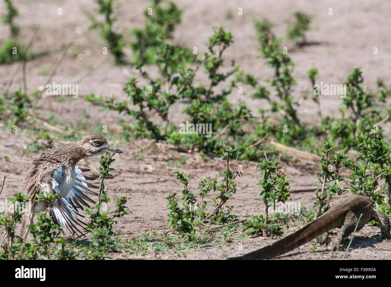 Espesor de agua-rodilla con sus alas en abanico para advertir un lagarto monitor Foto de stock