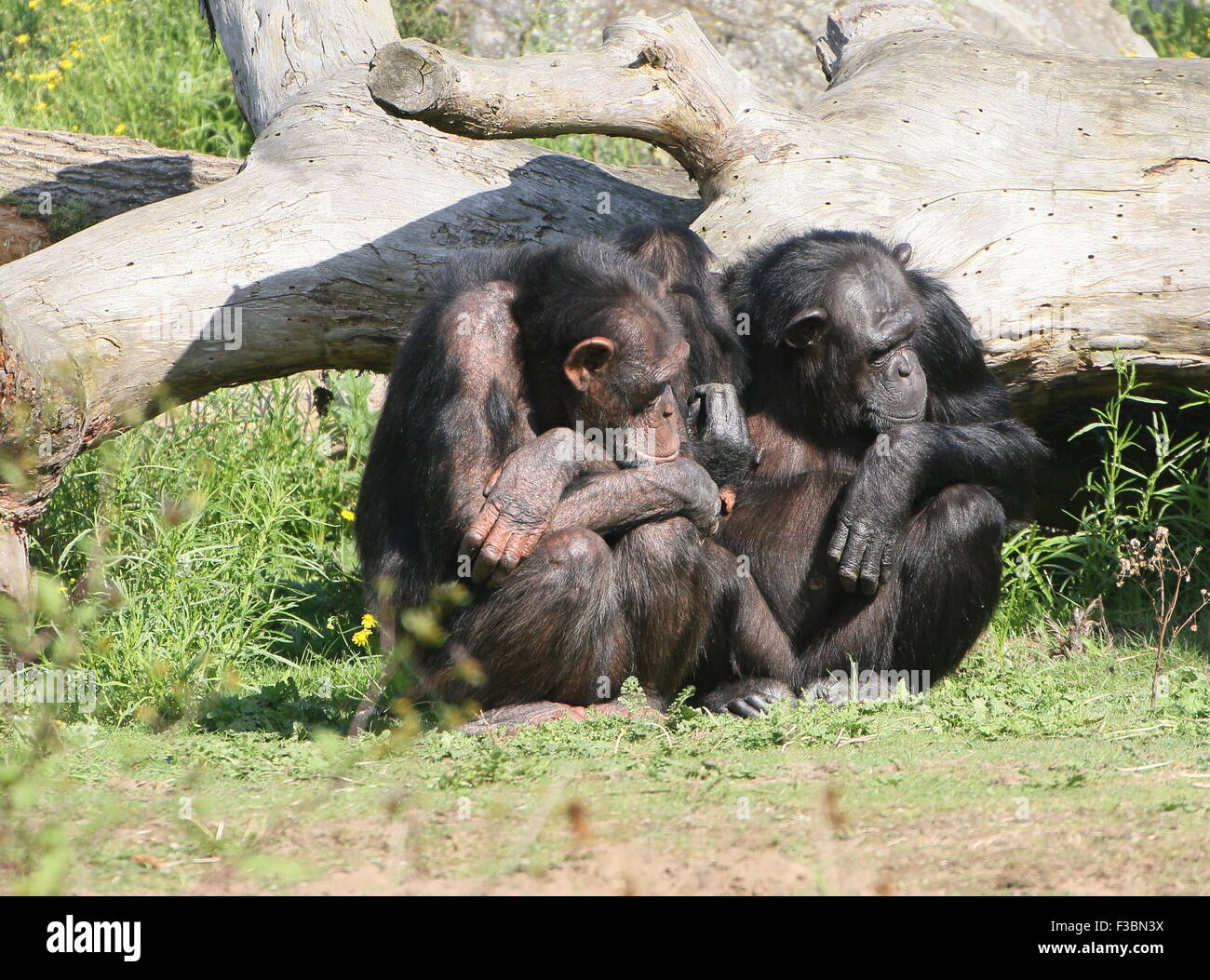 Par de hembra chimpancé común (Pan troglodytes), un joven de entre ellos Foto de stock