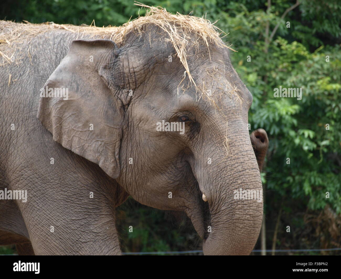 Elefante asiático vistiendo una peluca de paja Fotografía de stock - Alamy