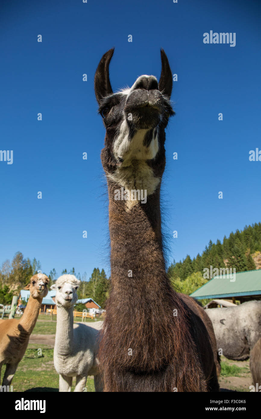 Retrato de llamas, alpacas con en el fondo, en el Purple Crayon Ranch en Leavenworth, Washington, EE.UU. Foto de stock