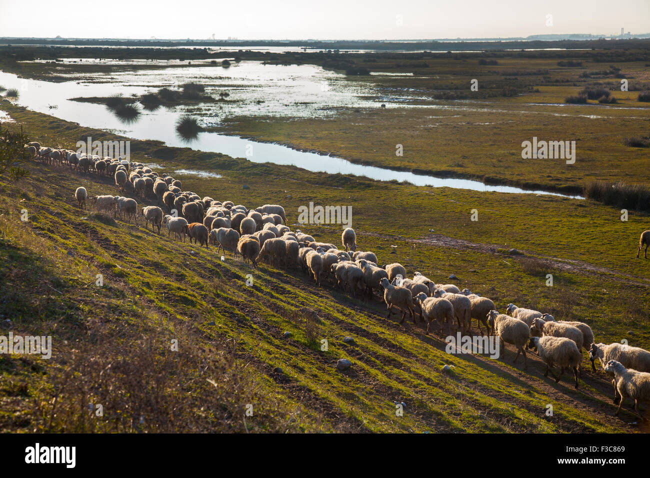 Rebaño de ovejas pastando en Porto Lagos, Grecia, Europa Foto de stock