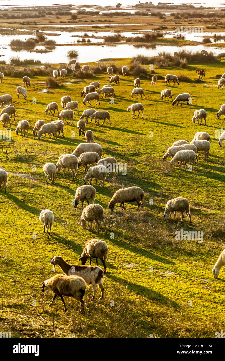Rebaño de ovejas pastando en Porto Lagos, Grecia, Europa Foto de stock