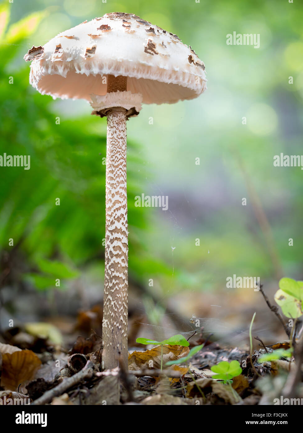 Sombrilla hongo hongo que crece en el bosque Foto de stock