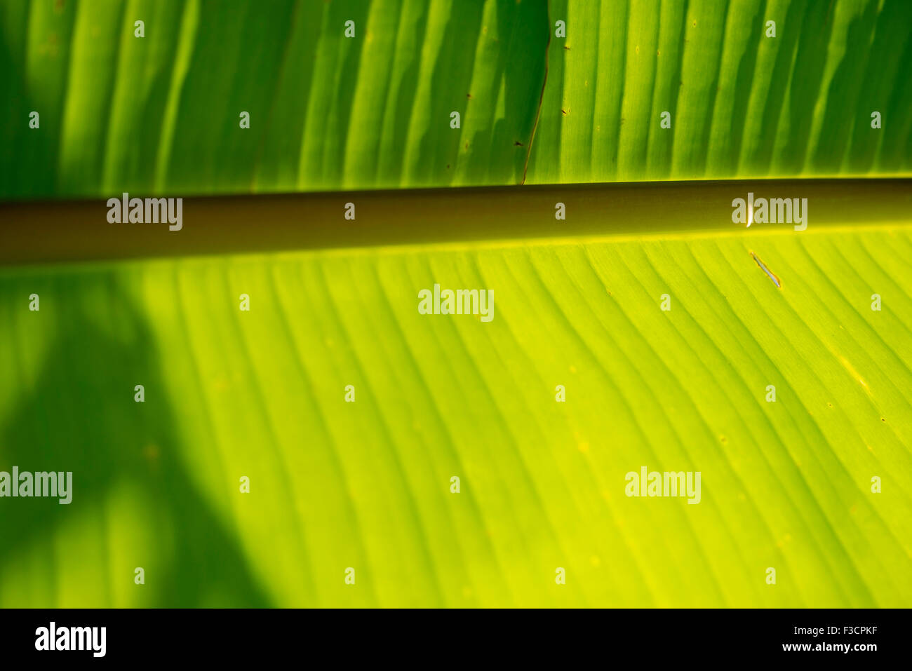 Banana Leaf, close-up Foto de stock