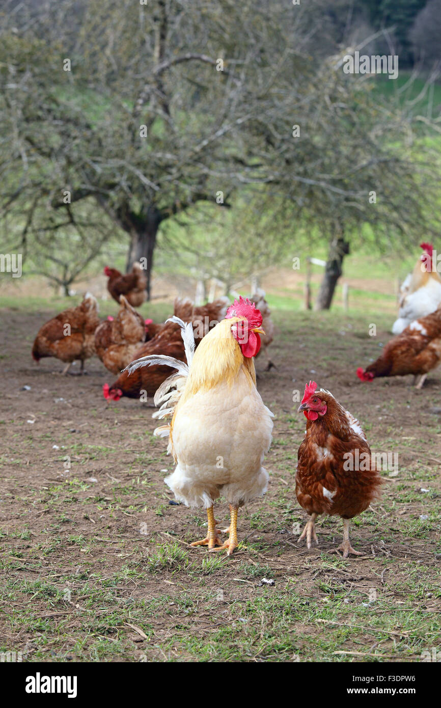 Gallo y gallinas, pollos de granja con salida en pradera, Hesse, Alemania Foto de stock