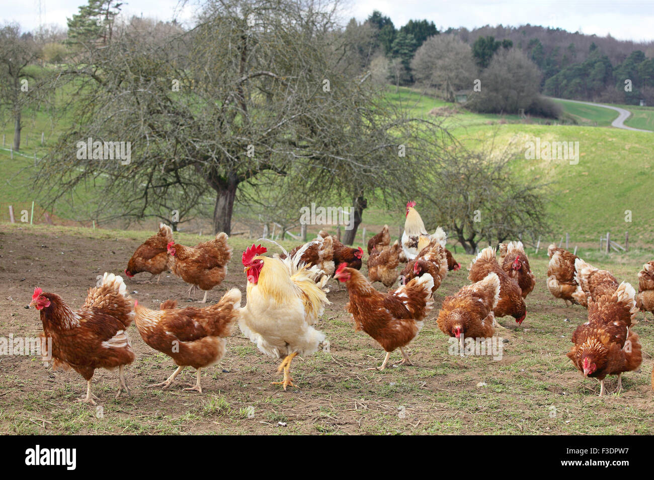 Pollos de granja con salida en pradera, Hesse, Alemania Foto de stock