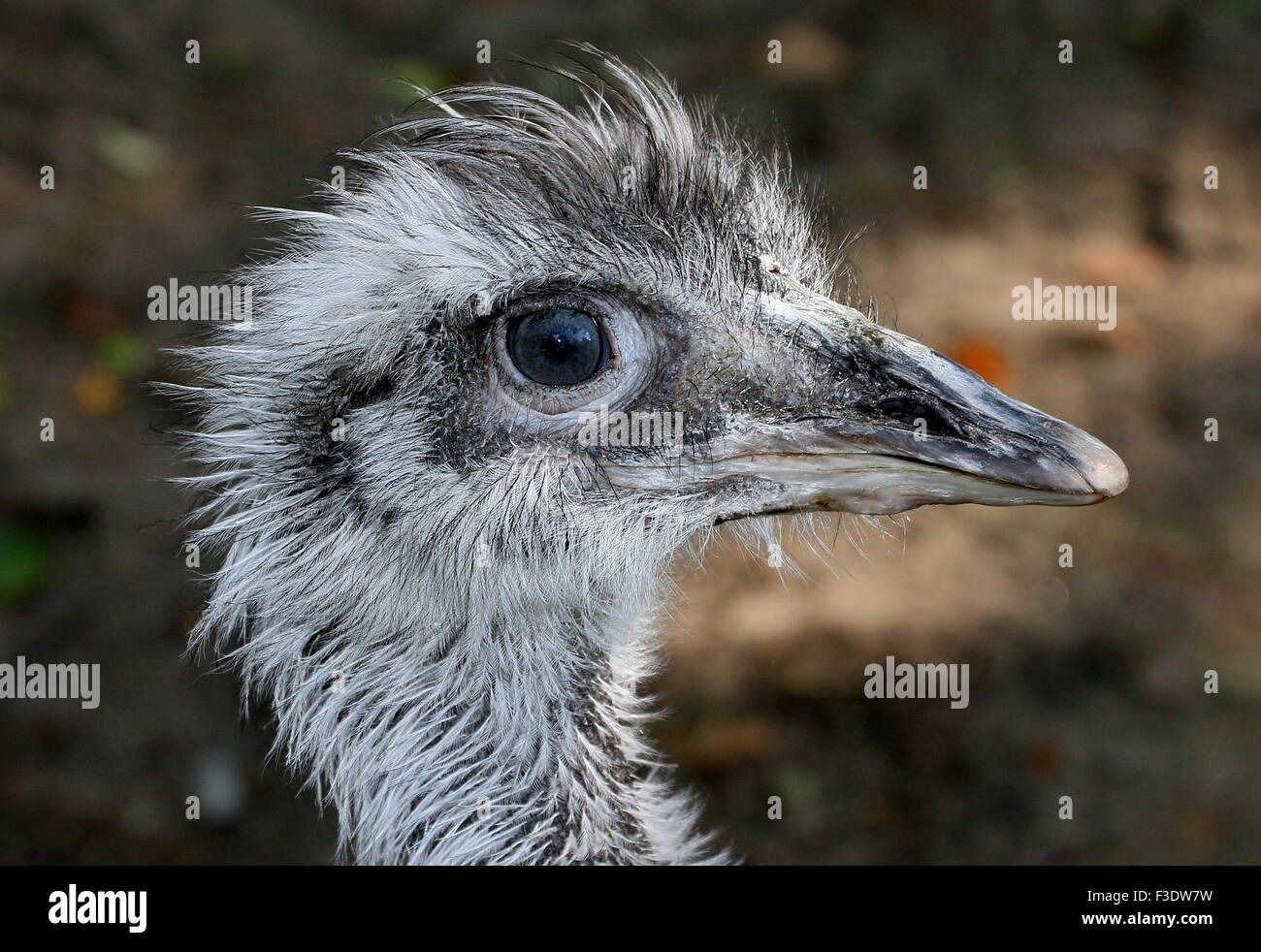 Varón mayor Sudamericano choique o ñandú (Rhea americana), primer plano de la cabeza y pico, visto de perfil Foto de stock