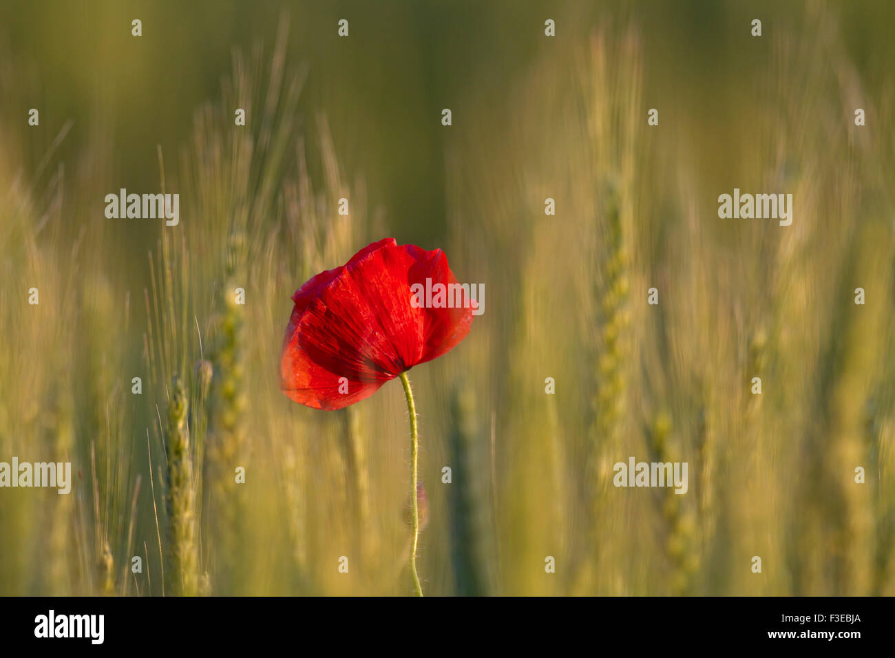 Común / rojo amapola amapola (Papaver rhoeas) floración en campo de trigo Foto de stock