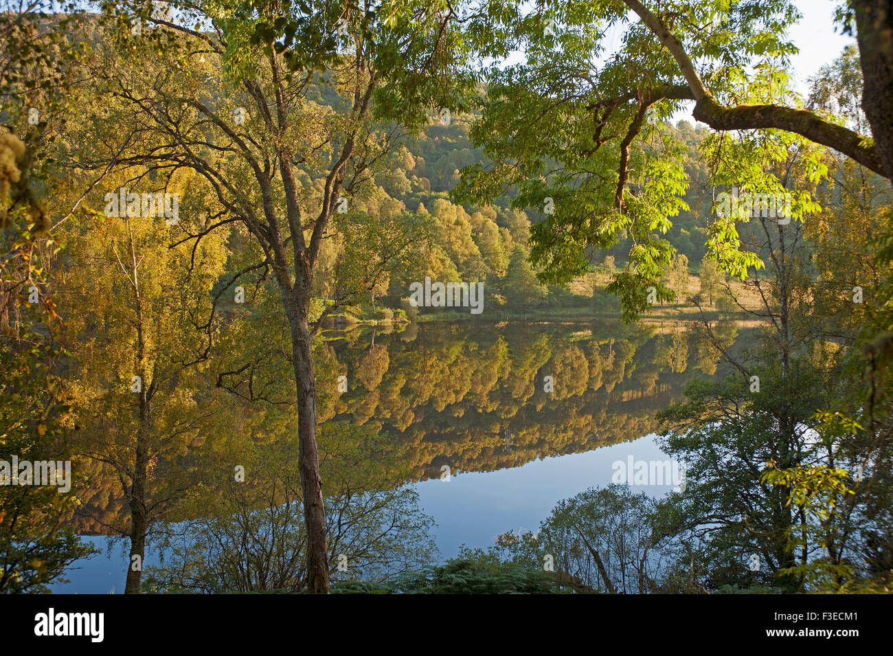 Otoño en bosques de abedules Loch Tummel cerca de Pitlochry Perthshire, Escocia. 10,097 de la SCO. Foto de stock