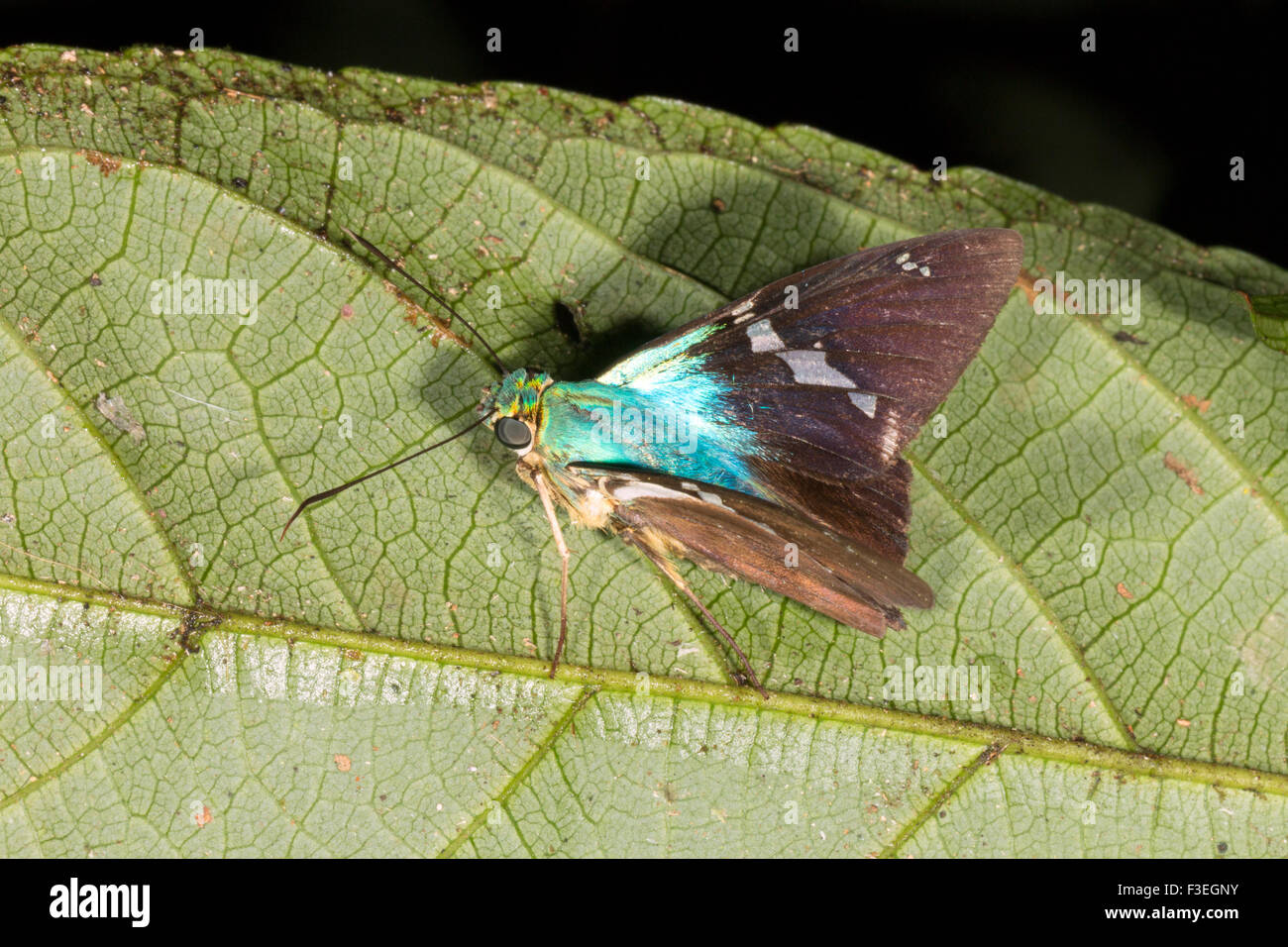 Skipper Hesperidae butterfly (familia) en una hoja en la selva, Ecuador Foto de stock