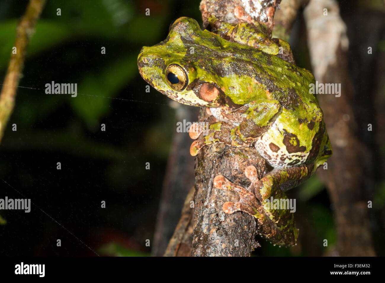 Buckley patas delgadas Treefrog (Osteocephalus buckleyi). Hembra con un llamativo estilo militar camuflado Foto de stock