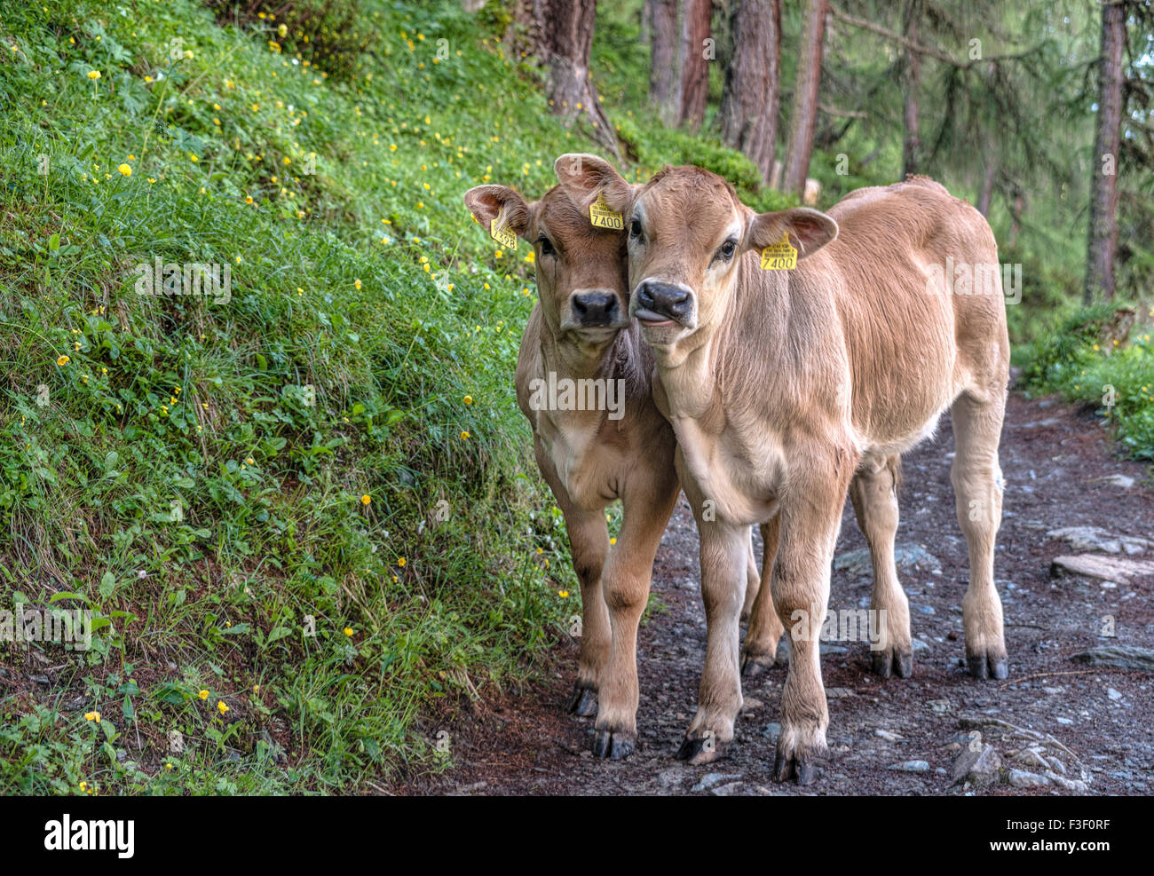 Swiss Brown Cow Calf Twins primer plano en un bosque en Grisons, Suiza Foto de stock