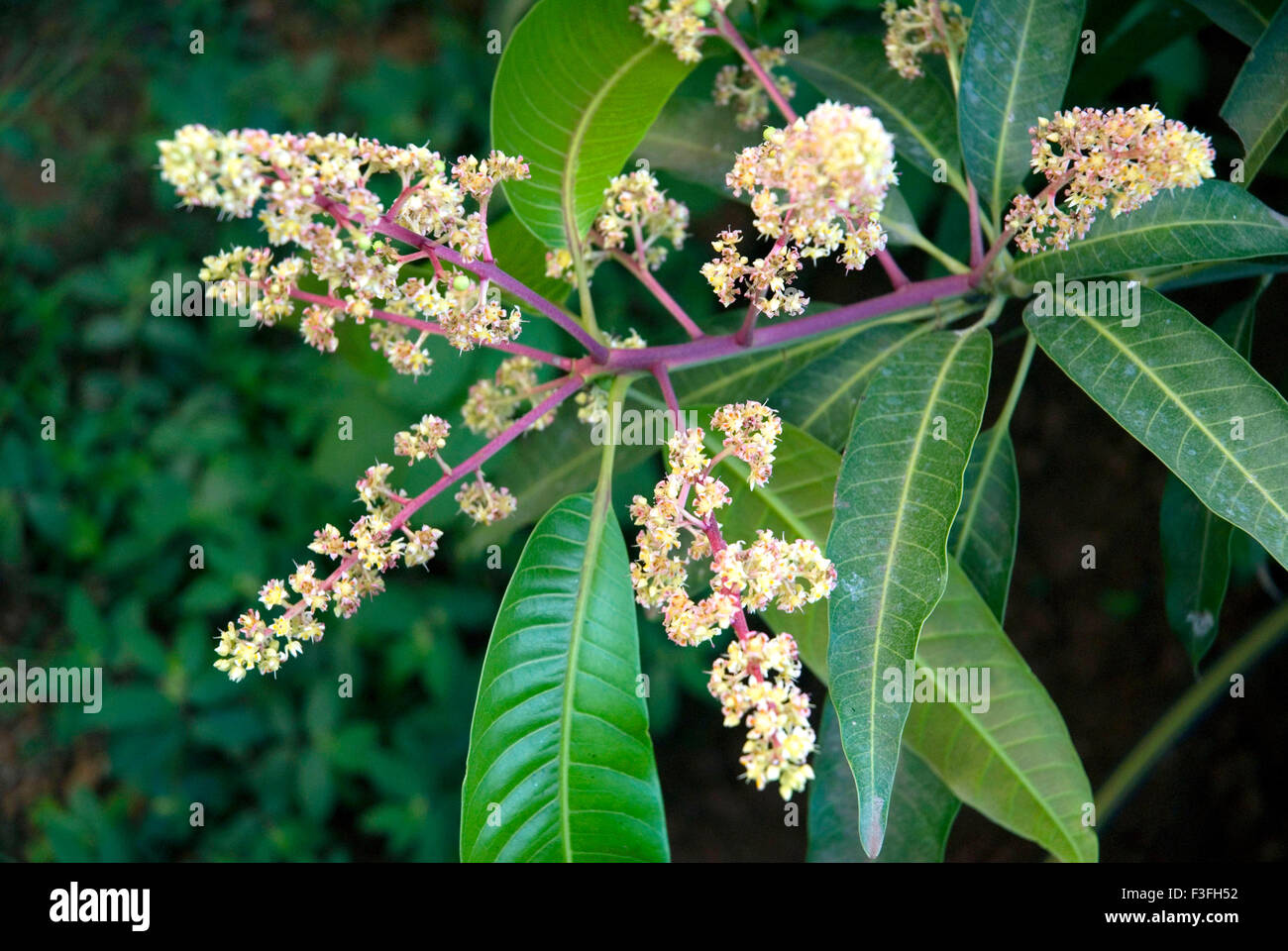 Flores de mango, Mangifera indica, India, Asia Foto de stock