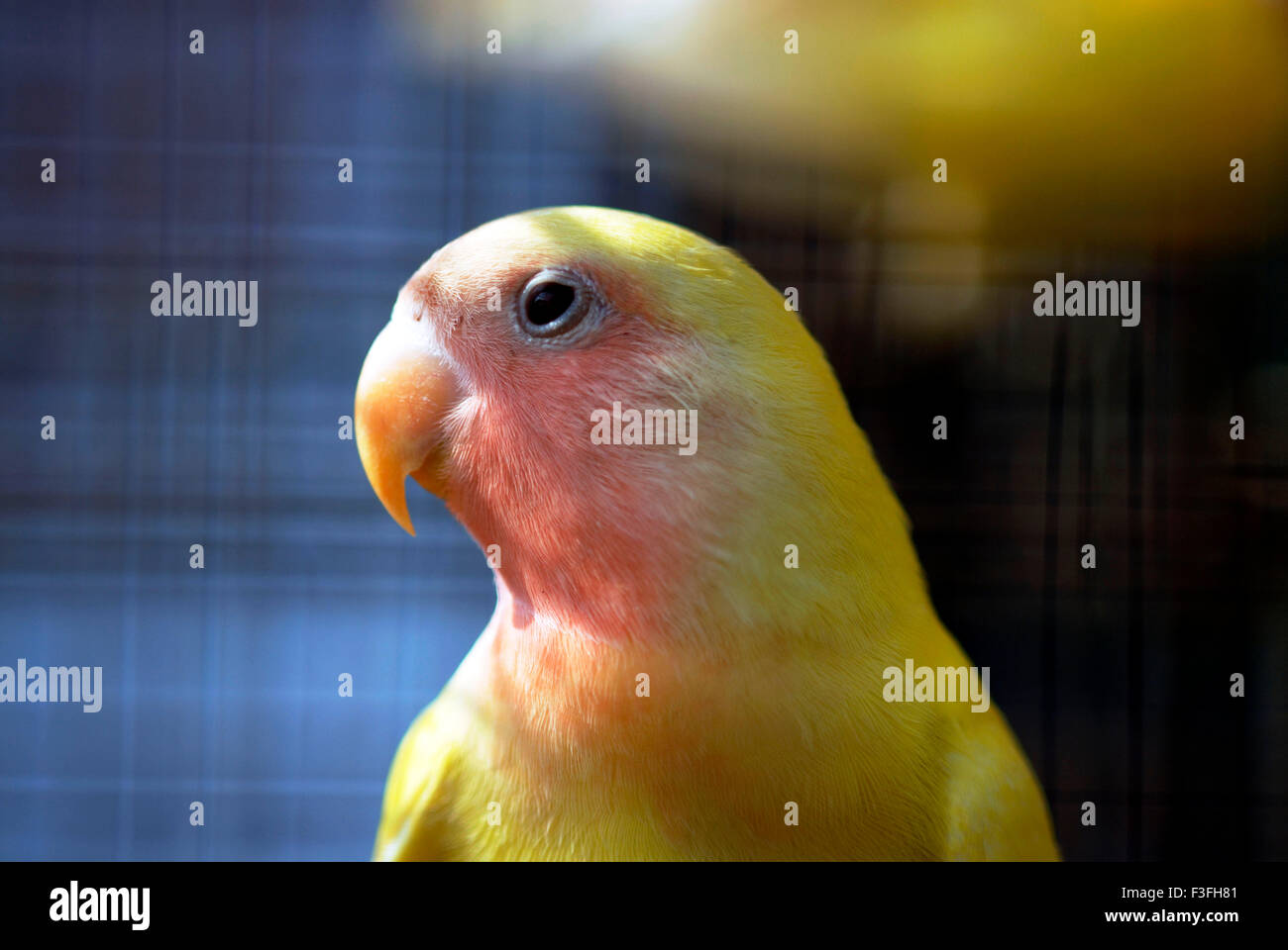 Pájaro del amor de Fischer en la pajarera aves ; ; Kolkata India Foto de stock