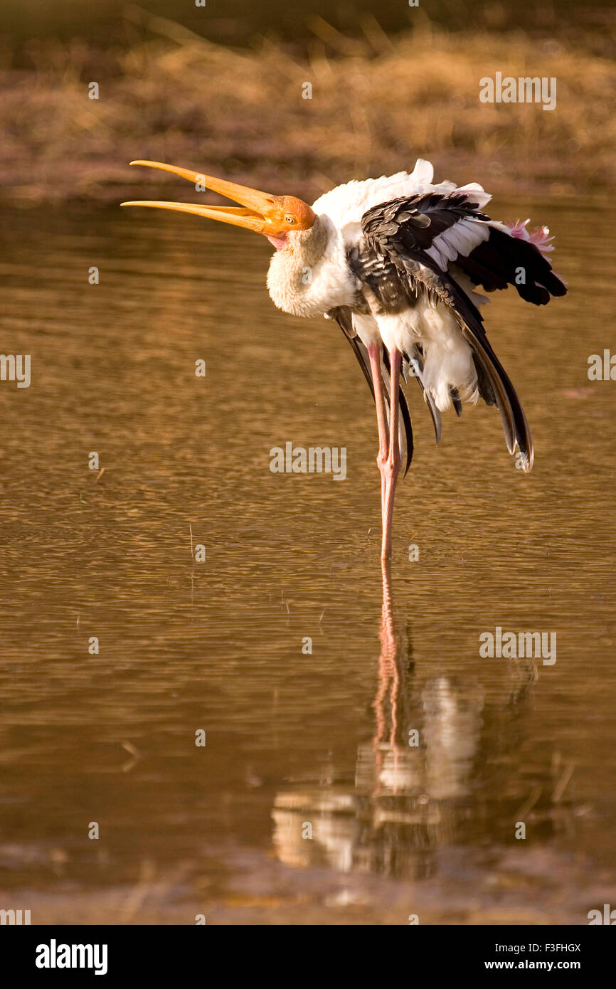 Cigüeña pintada en un estanque de aves acuáticas Ranthambore ; ; ; Rajasthan India Foto de stock