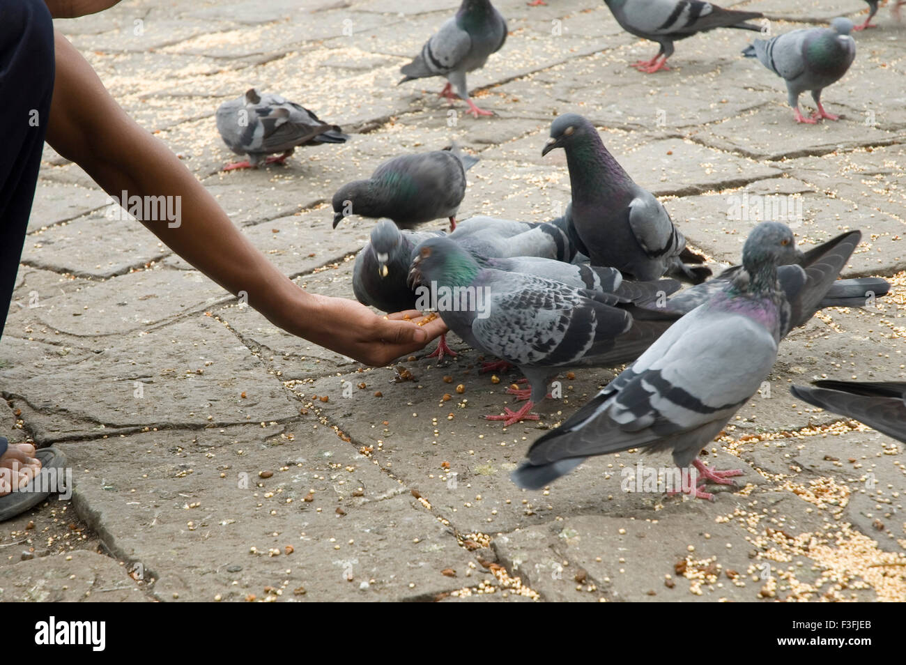 Alimentación hombre gramos a palomas en la puerta de la India ; Chatrapati Shivaji Udyan ; Apollo Bunder ; Bombay Bombay Foto de stock