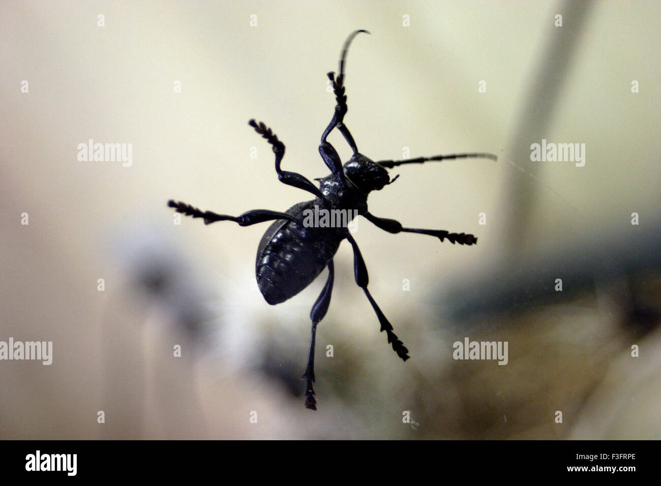Las arañas Cactus Longhorn Beetle nombre científico Menoleima gigas Foto de stock